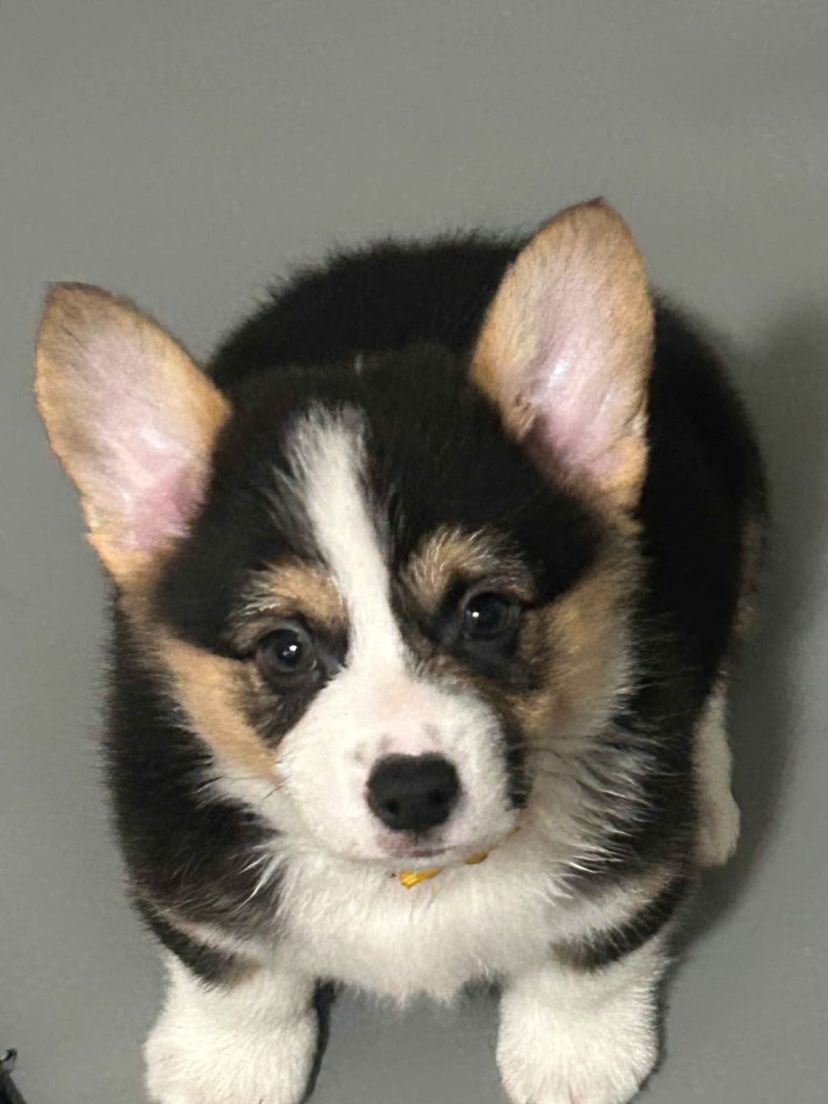 Little Blaze (AKC Triple Clear Genetics-Champion Bloodlines) breeder image 17