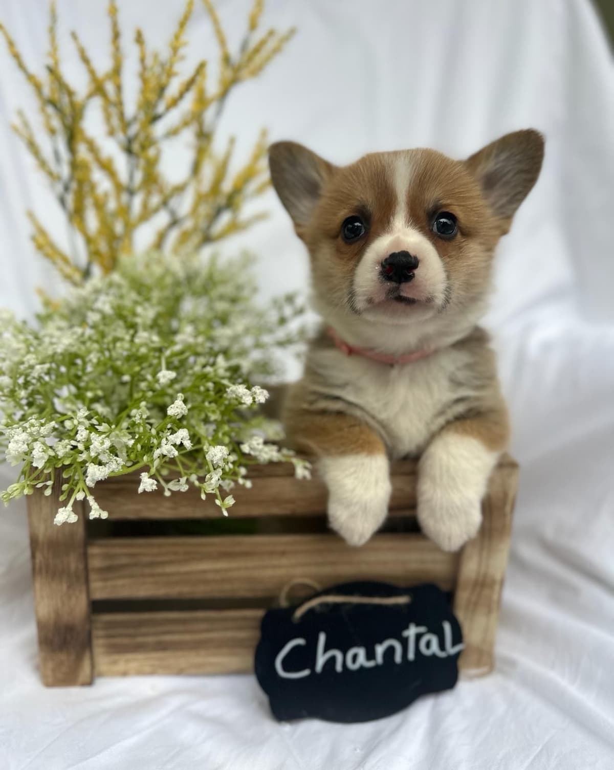 Little Blaze (AKC Triple Clear Genetics-Champion Bloodlines) breeder image 20