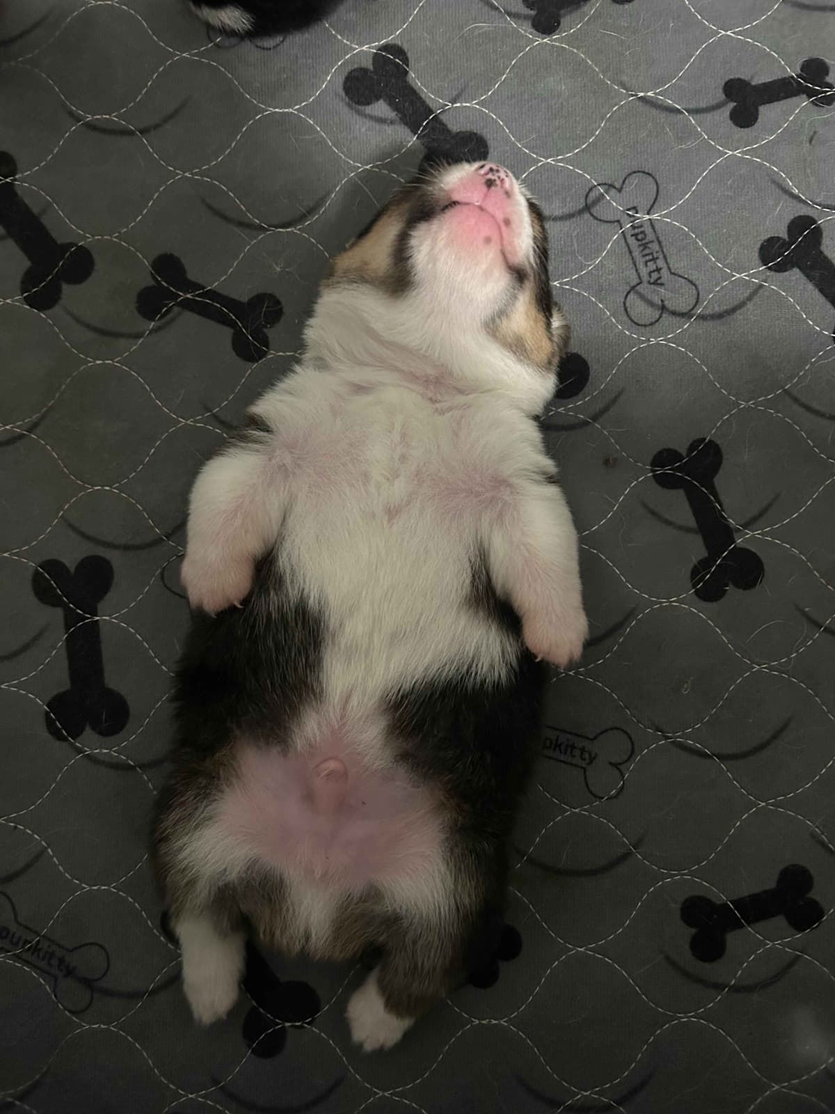 Little Blaze (AKC Triple Clear Genetics-Champion Bloodlines) breeder image 21