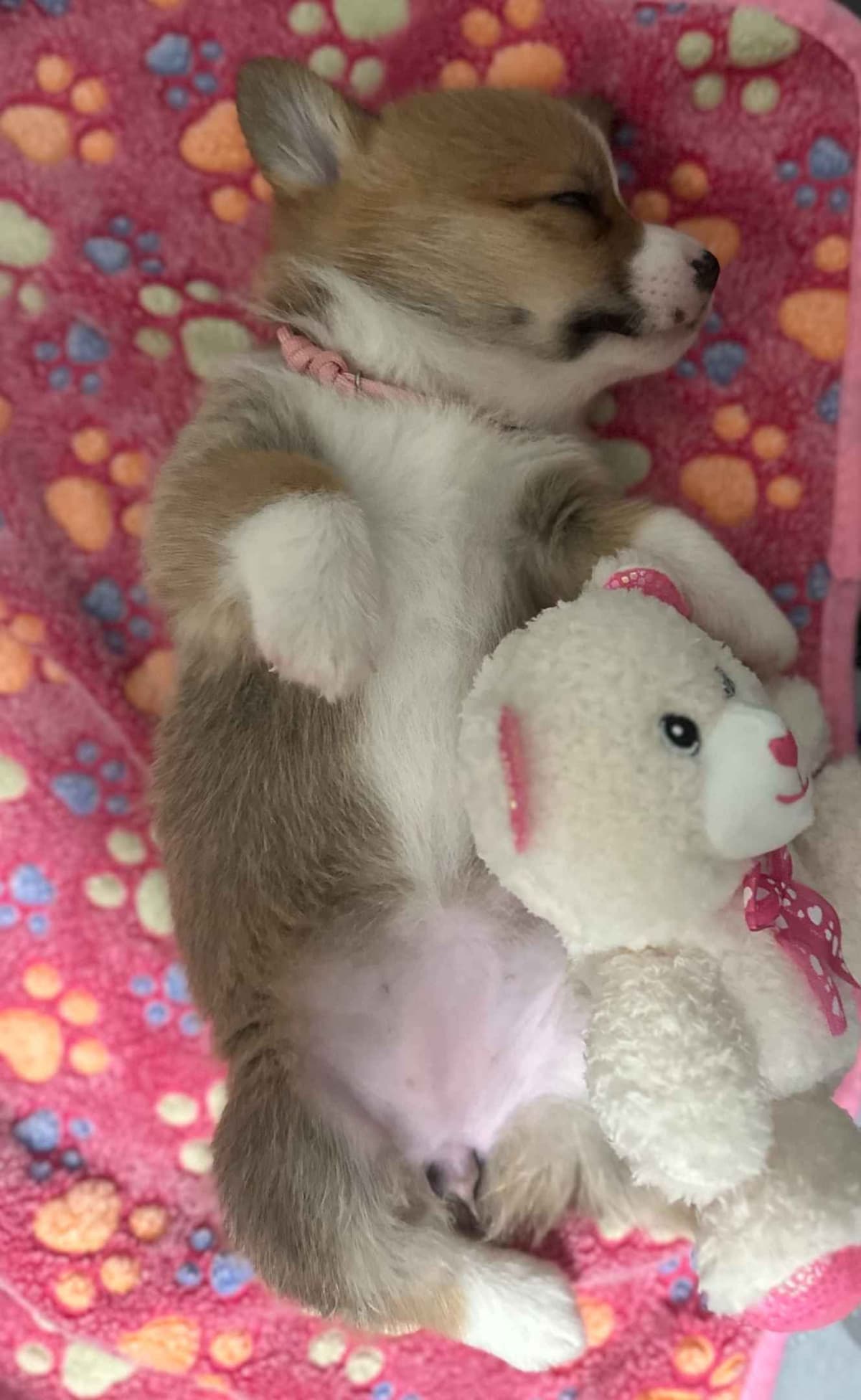 Little Blaze (AKC Triple Clear Genetics-Champion Bloodlines) breeder image 23