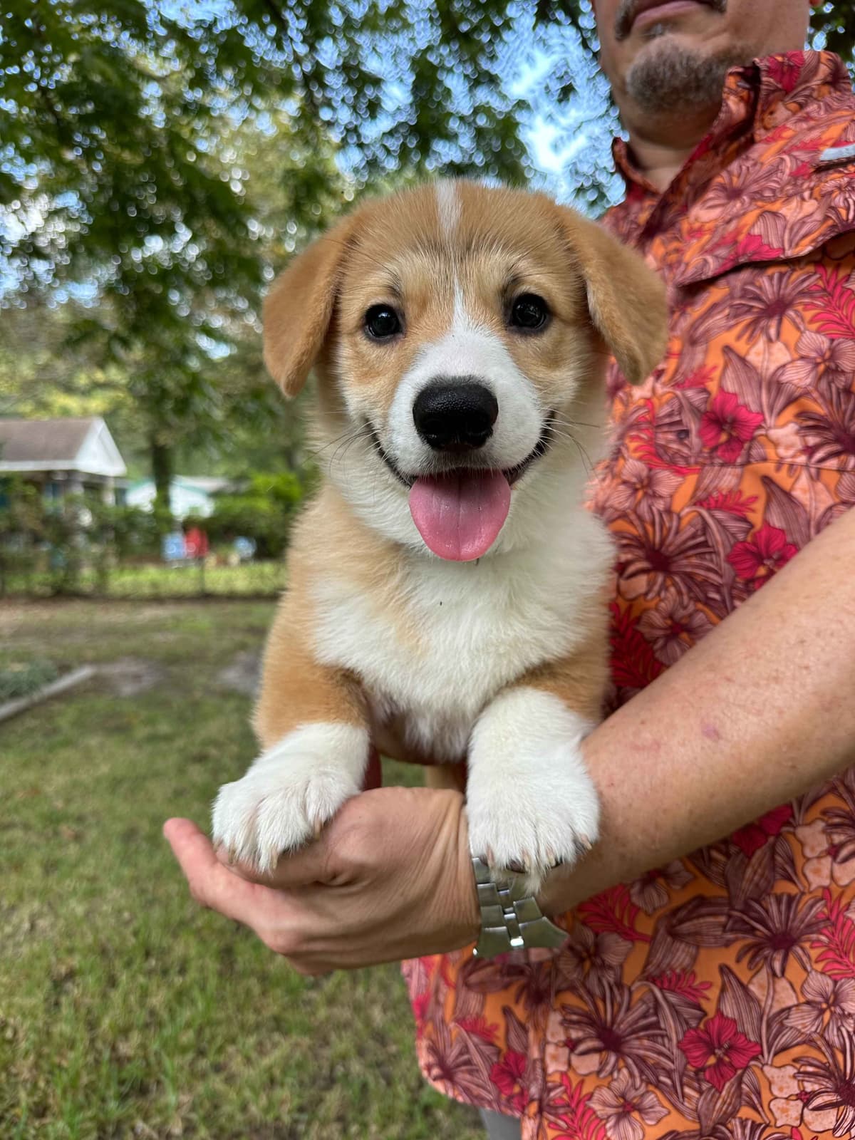 Little Blaze (AKC Triple Clear Genetics-Champion Bloodlines) breeder image 26