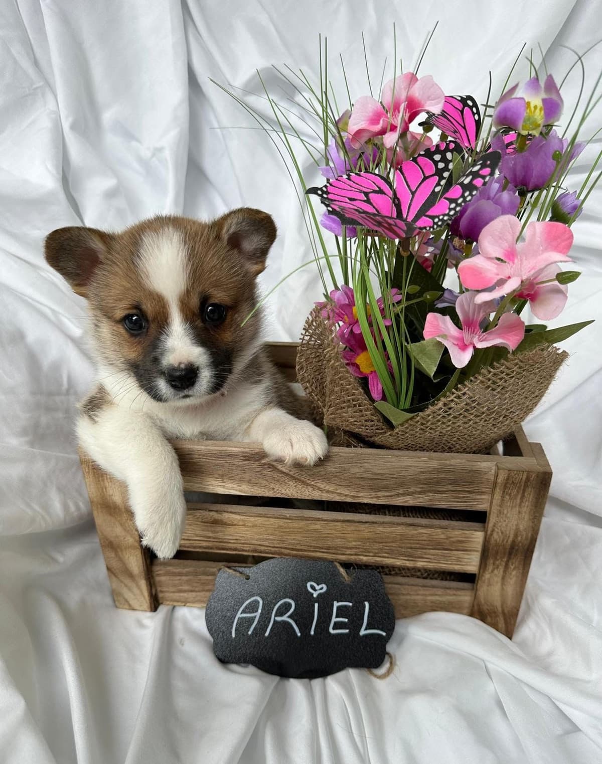 Little Blaze (AKC Triple Clear Genetics-Champion Bloodlines) breeder image 27