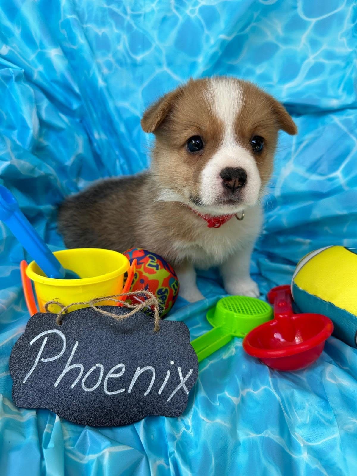 Little Blaze (AKC Triple Clear Genetics-Champion Bloodlines) breeder image 28