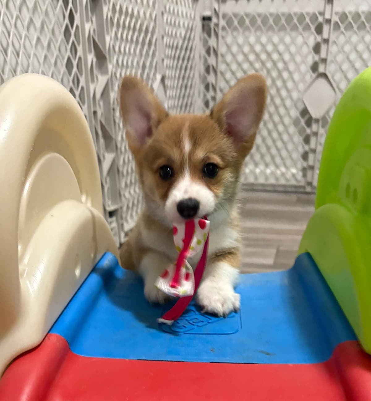 Little Blaze (AKC Triple Clear Genetics-Champion Bloodlines) breeder image 31