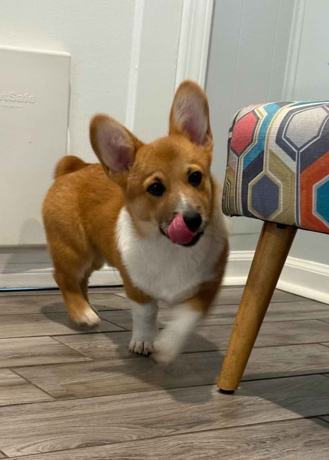 Little Blaze  (AKC Triple Clear Genetics-Champion Bloodlines) media 3