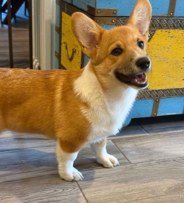 Little Blaze  (AKC Triple Clear Genetics-Champion Bloodlines) media 4