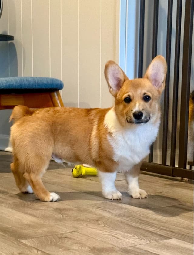 Little Blaze  (AKC Triple Clear Genetics-Champion Bloodlines) media 7