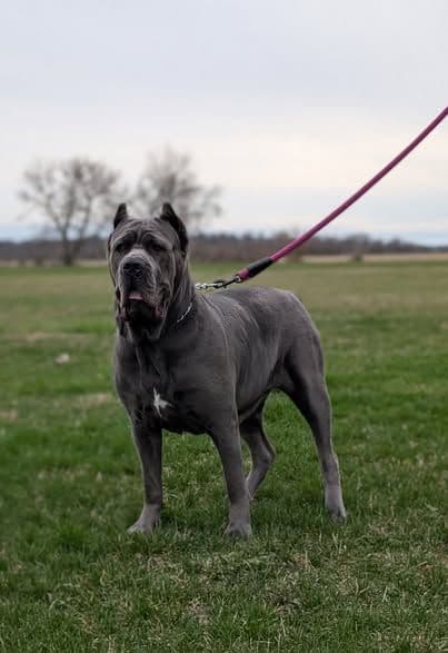 Cane Corso Puppies - Scandifio Bloodline breeder image 2