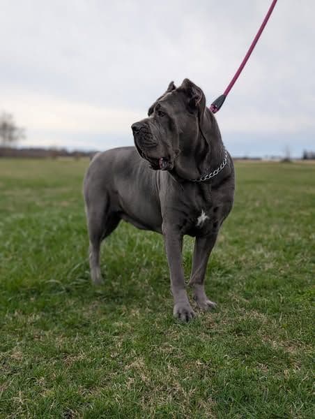 Cane Corso Puppies - Scandifio Bloodline breeder image 3