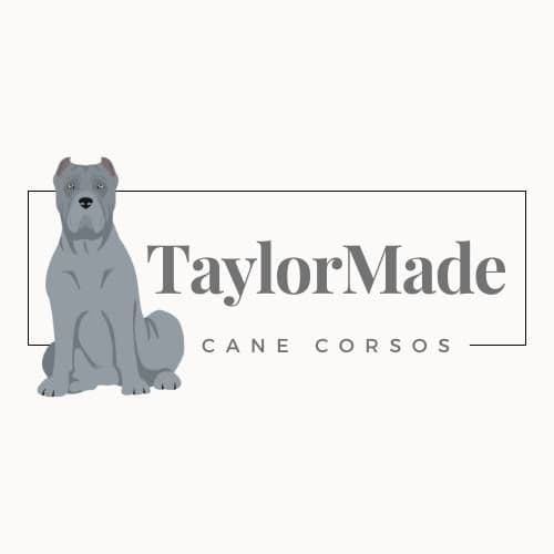Cane Corso Puppies - Scandifio Bloodline breeder image 14