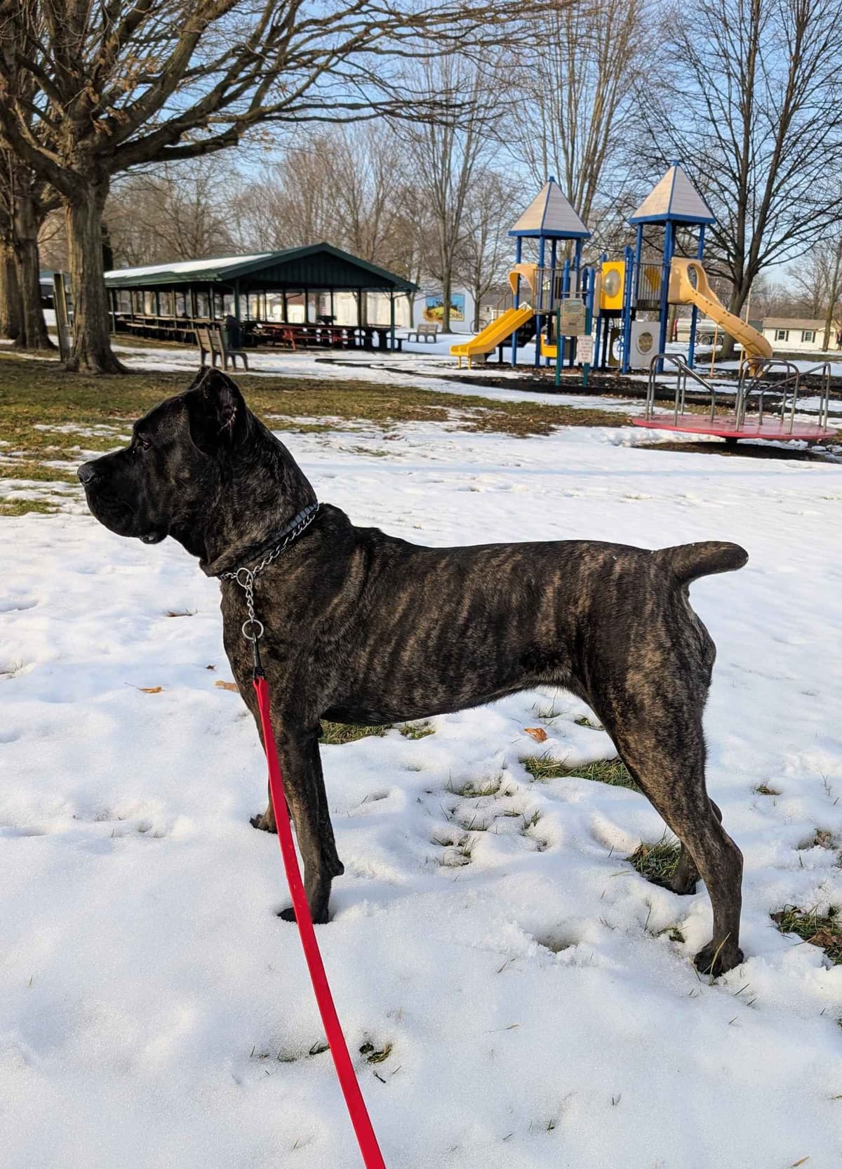 Cane Corso Puppies - Scandifio Bloodline breeder image 5