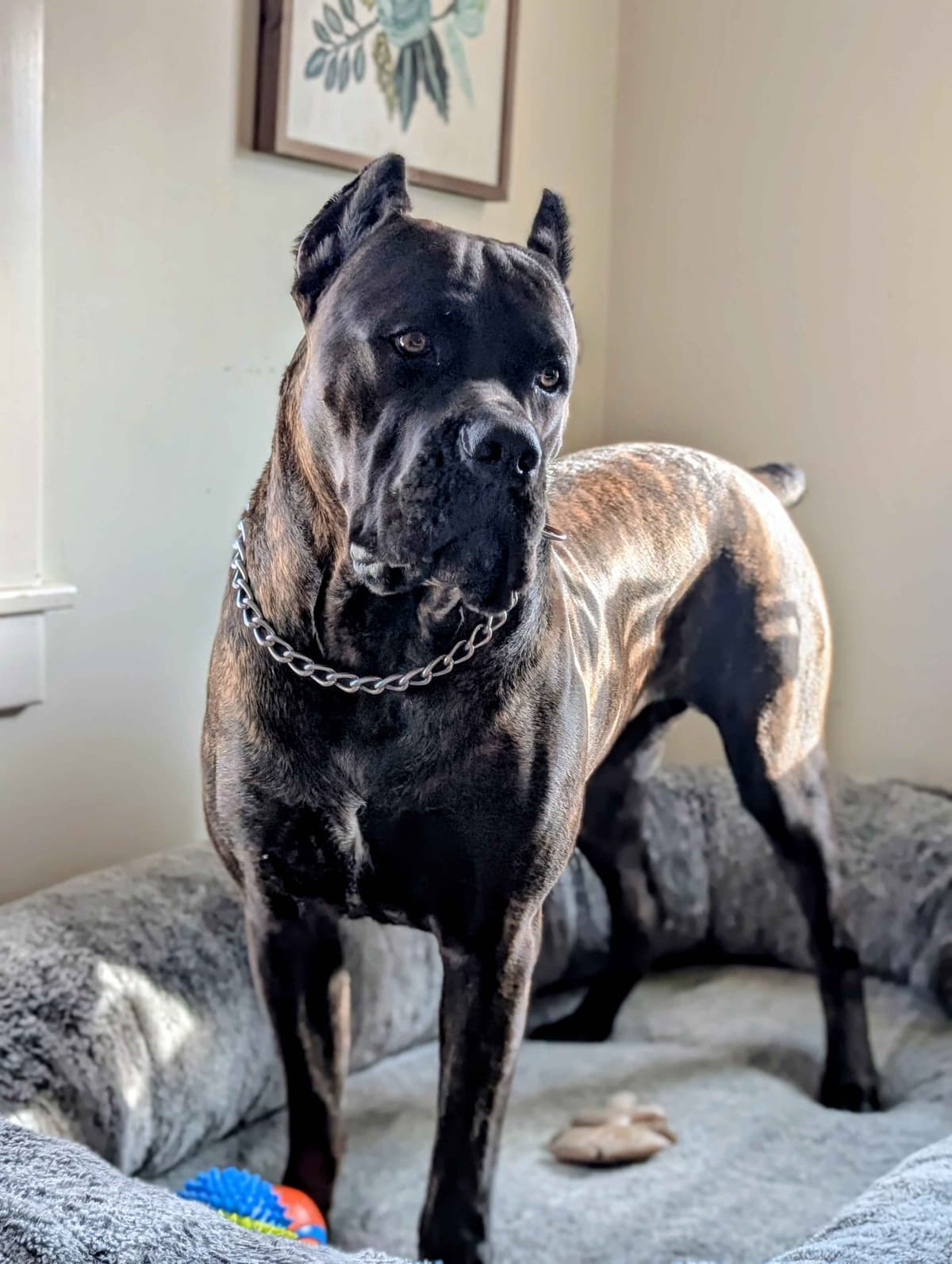 Cane Corso Puppies - Scandifio Bloodline breeder image 6