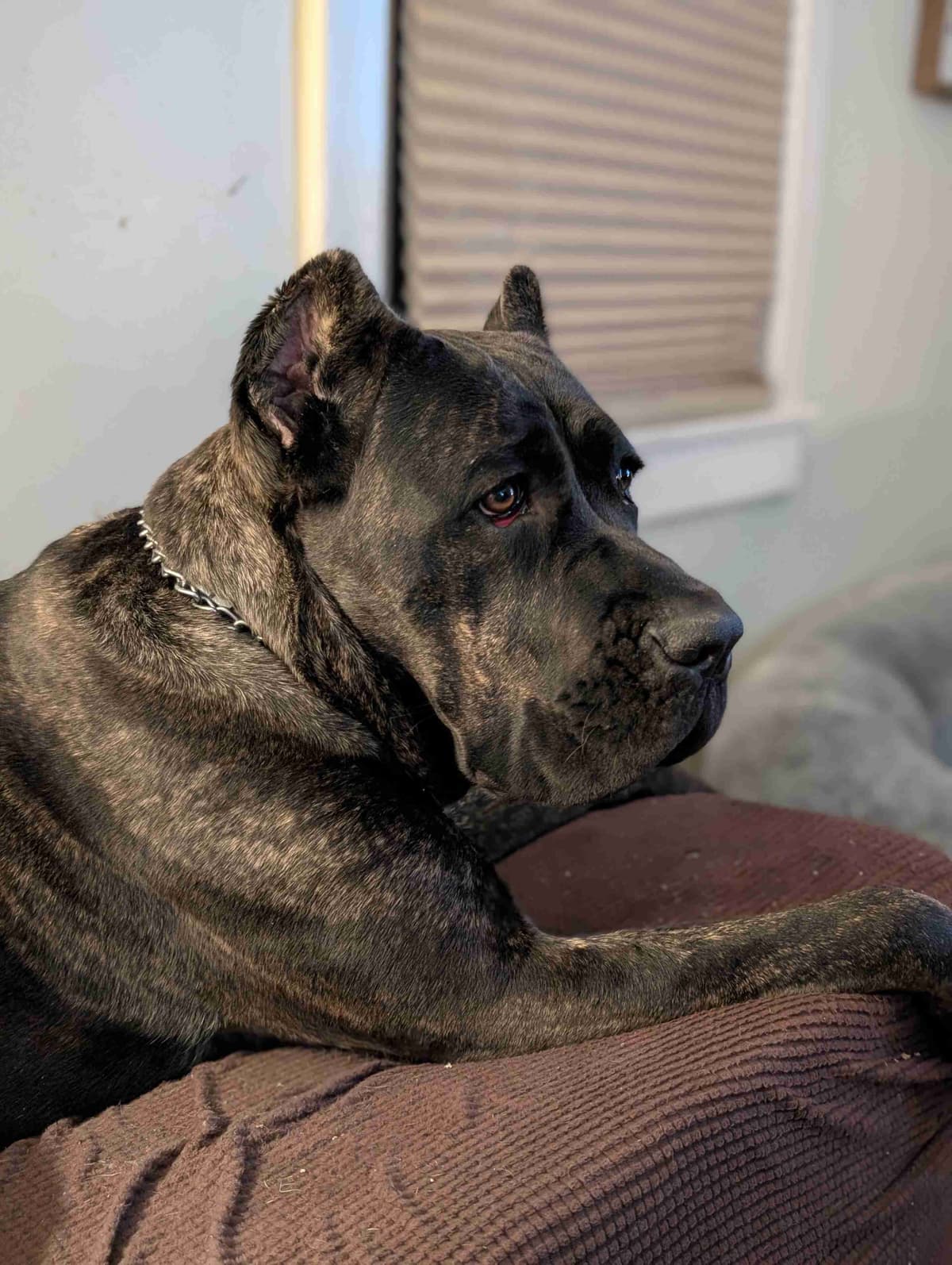 Cane Corso Puppies - Scandifio Bloodline breeder image 4