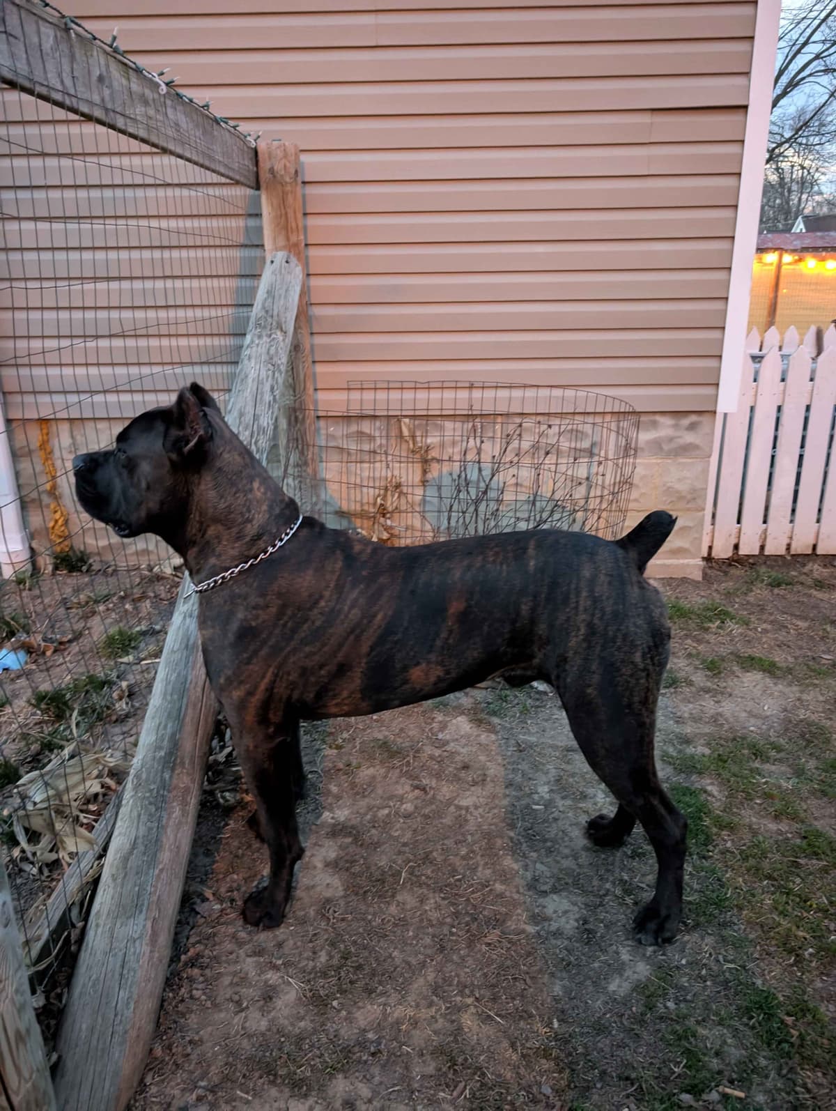 Cane Corso Puppies - Scandifio Bloodline breeder image 7