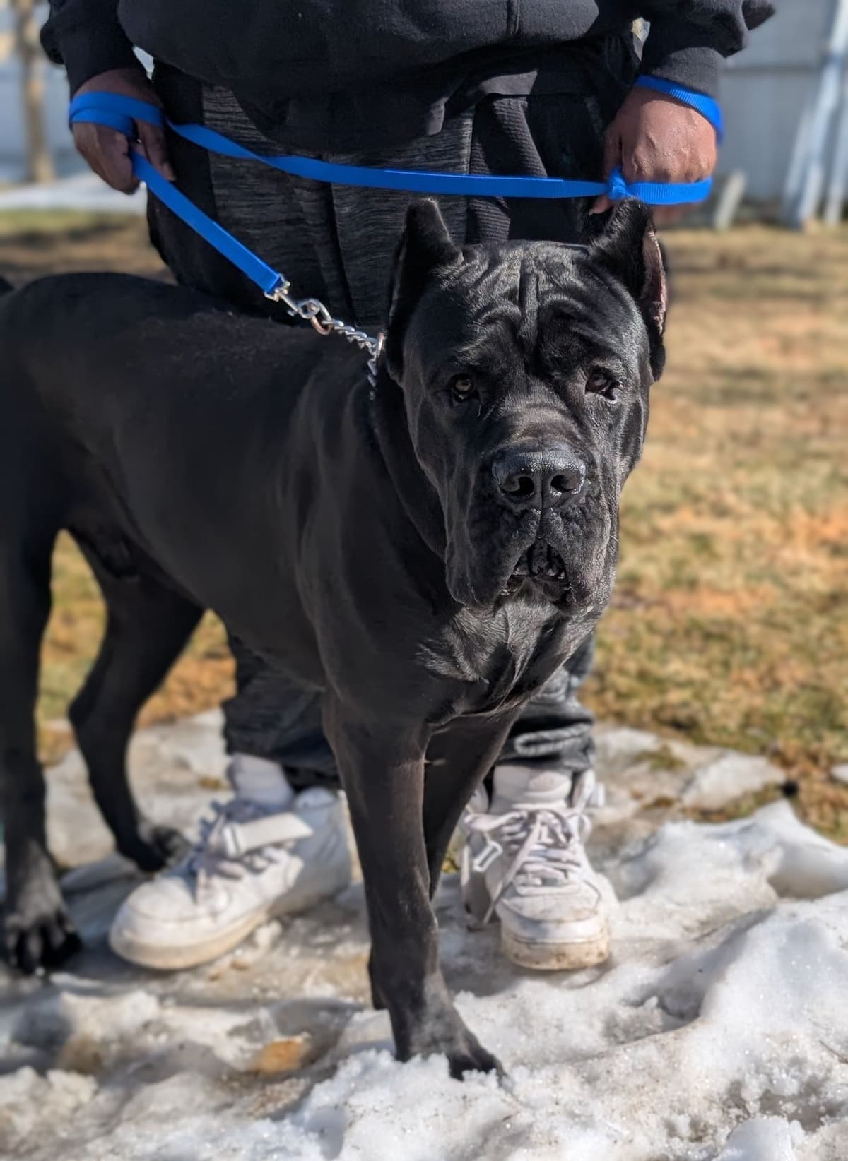 Cane Corso Puppies - Scandifio Bloodline breeder image 8