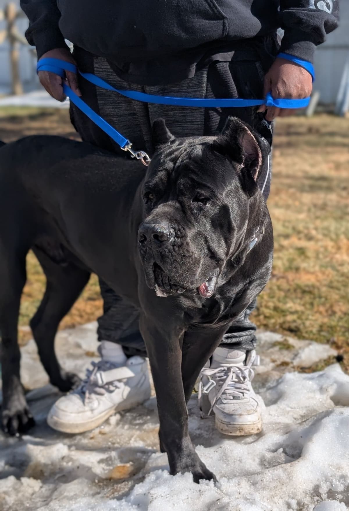 Cane Corso Puppies - Scandifio Bloodline breeder image 9