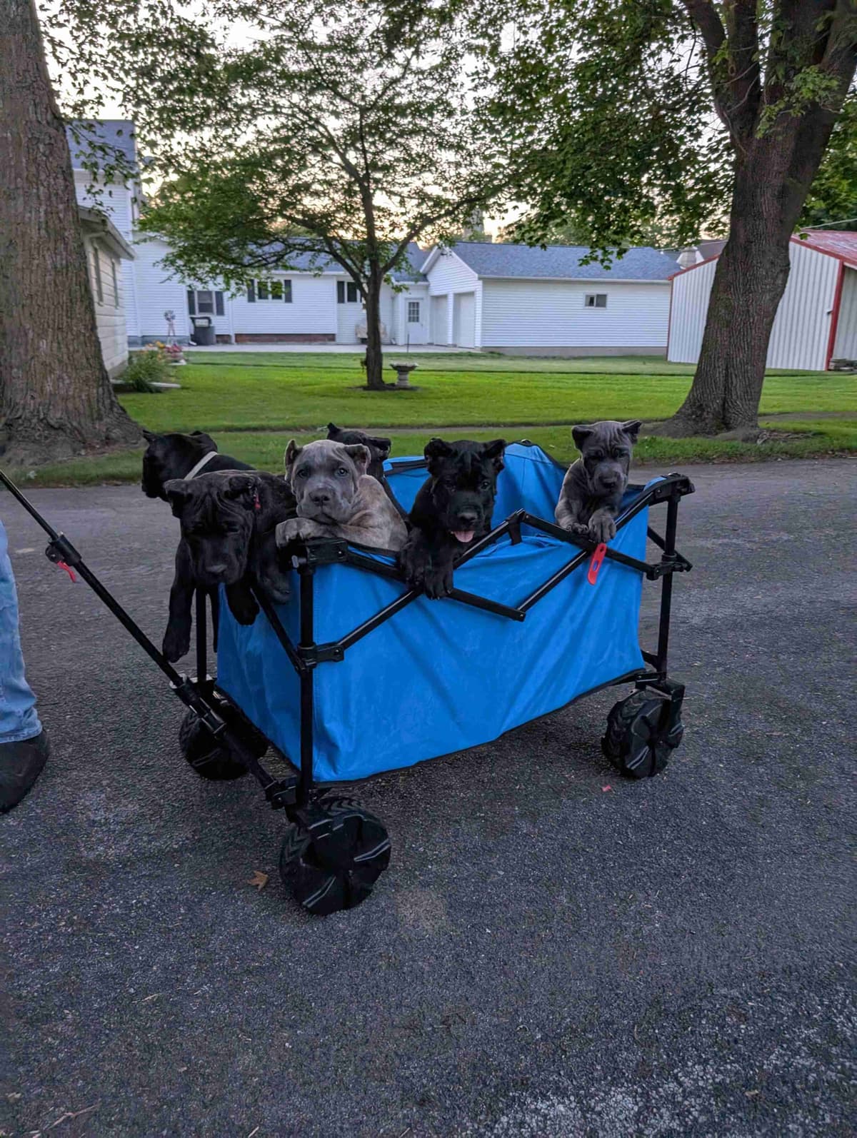Cane Corso Puppies - Scandifio Bloodline breeder image 10