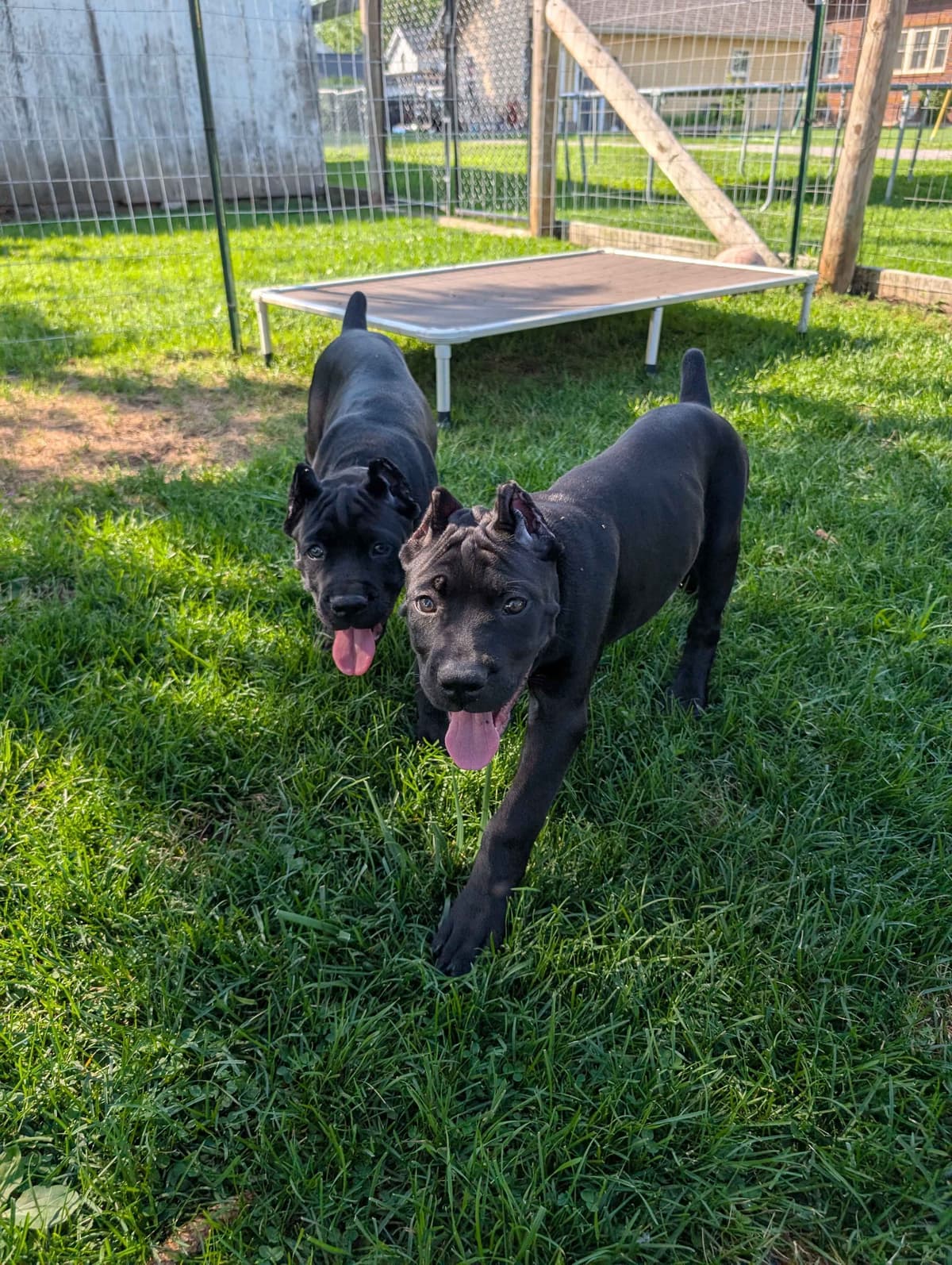 Cane Corso Puppies - Scandifio Bloodline breeder image 13