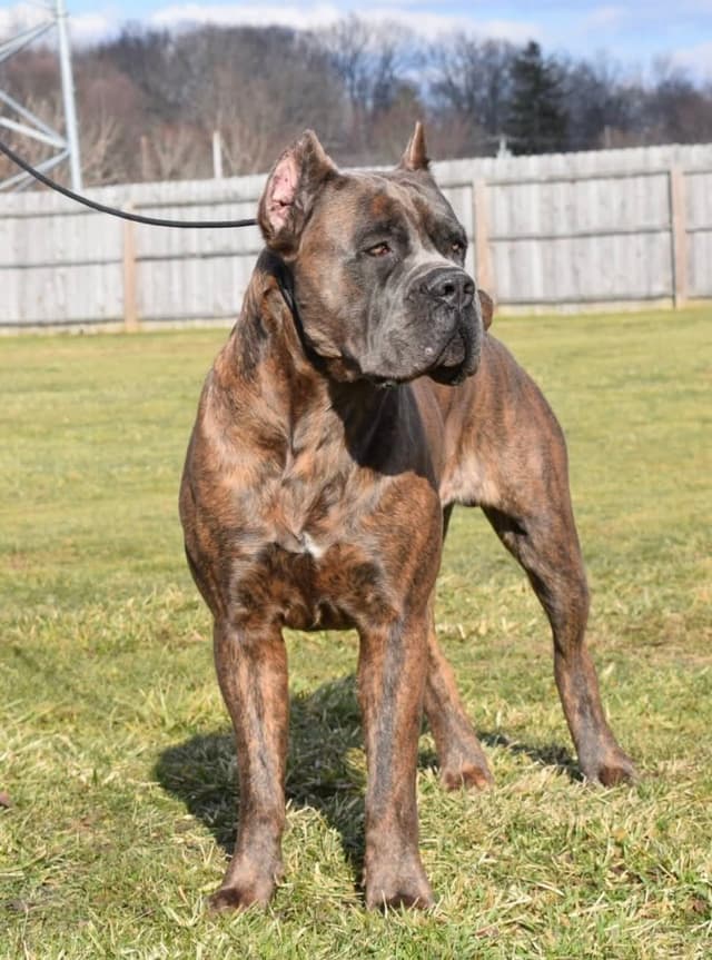 Cane Corso Puppies - Scandifio Bloodline media 4