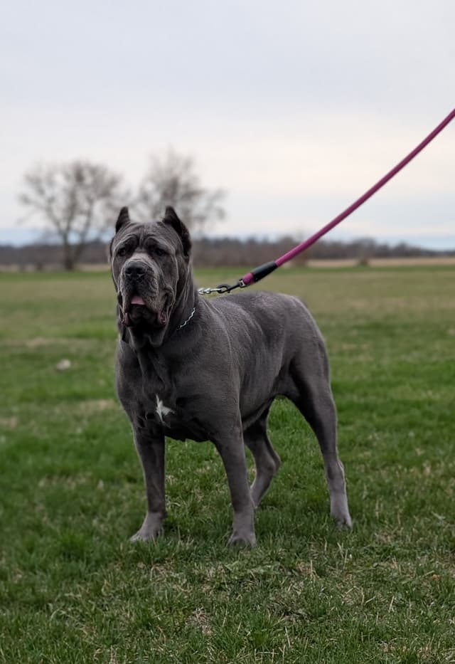 Cane Corso Puppies - Scandifio Bloodline media 6