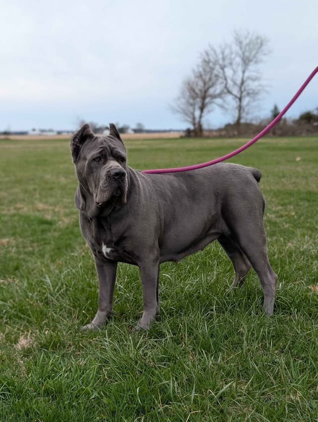 Cane Corso Puppies - Scandifio Bloodline media 7