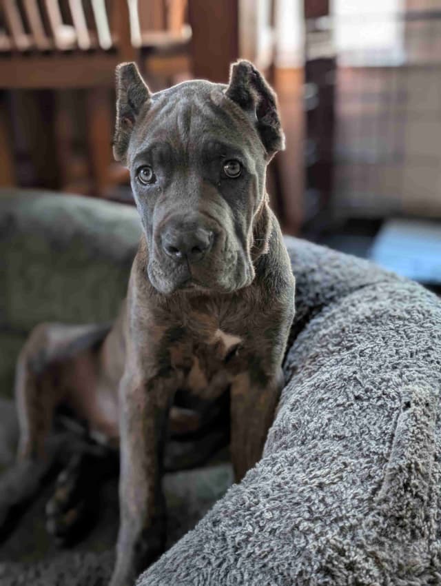 Cane Corso Puppies - Scandifio Bloodline media 2