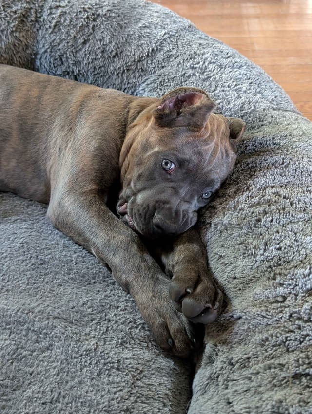 Cane Corso Puppies - Scandifio Bloodline media 3