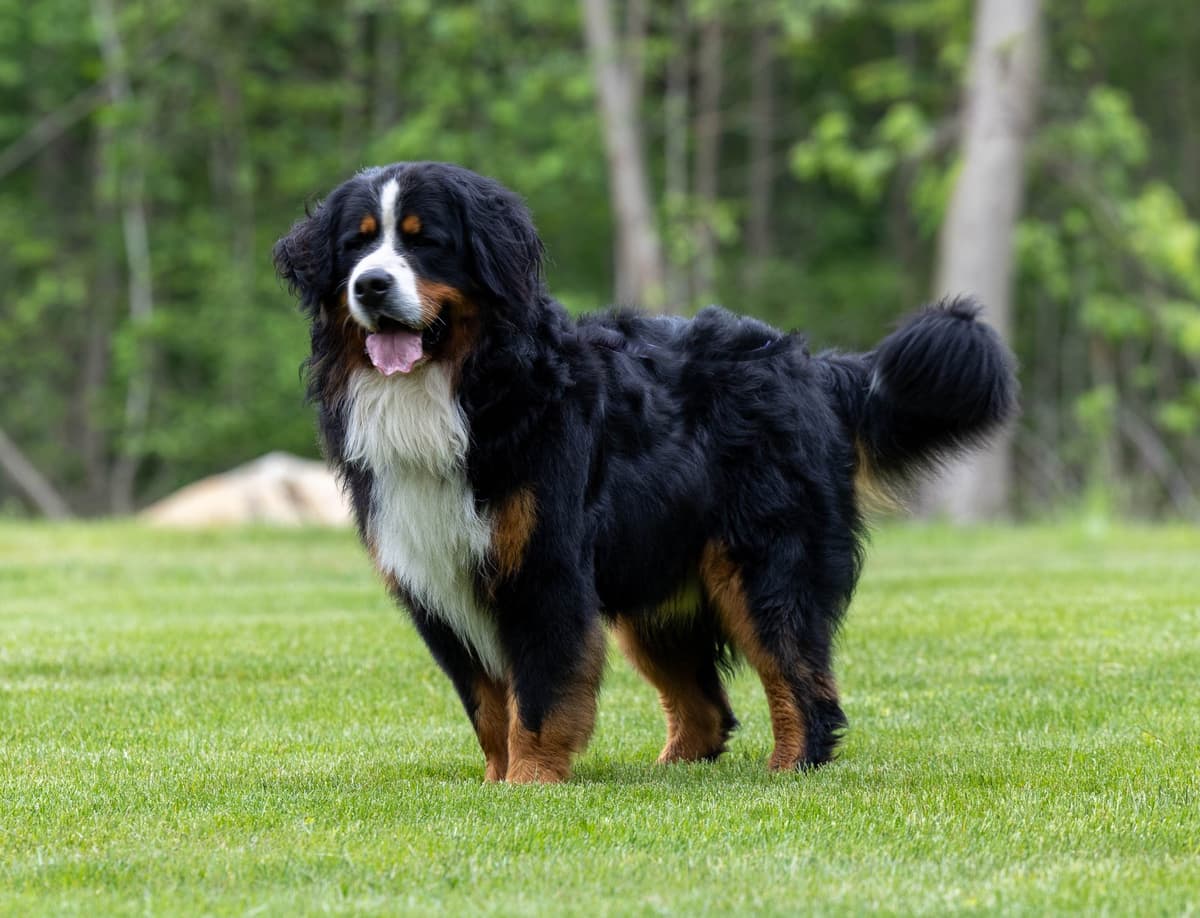 Bernese Mountain Puppies🌷🐾 NOW AVAILABLE CALL 484-643-8419 breeder image 1