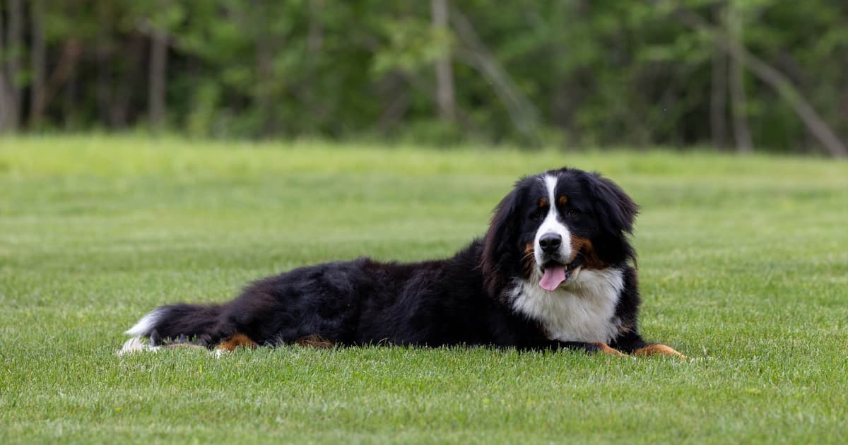 Bernese Mountain Puppies🌷🐾 NOW AVAILABLE CALL 484-643-8419 breeder image 3