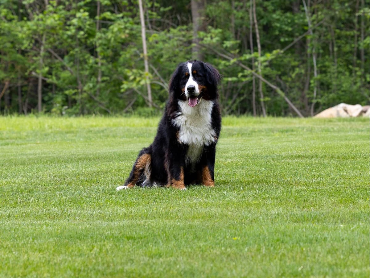 Bernese Mountain Puppies🌷🐾 NOW AVAILABLE CALL 484-643-8419 breeder image 4