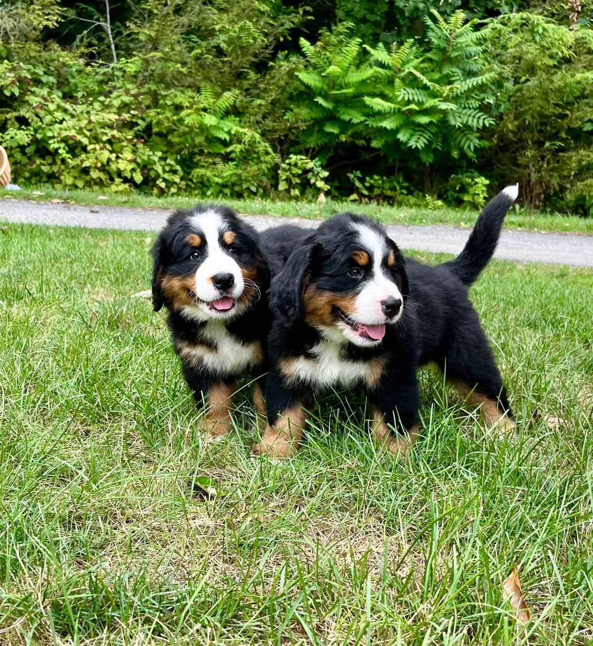 Bernese Mountain Puppies🌷🐾 NOW AVAILABLE CALL 484-643-8419 breeder image 5