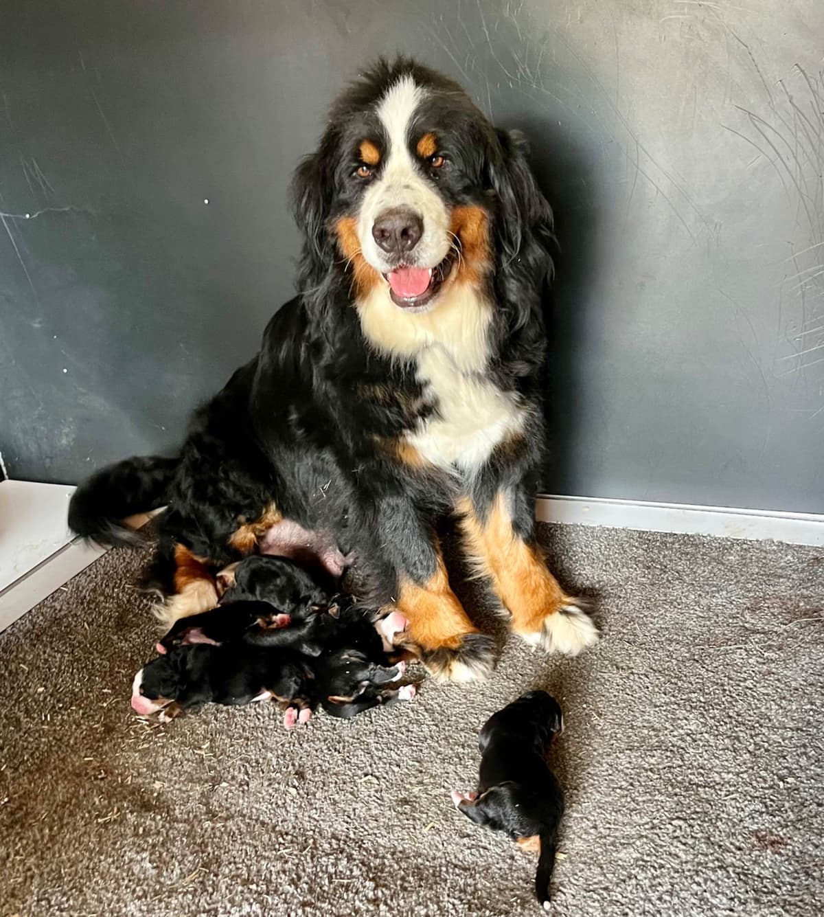 Bernese Mountain Puppies🌷🐾 NOW AVAILABLE CALL 484-643-8419 breeder image 6