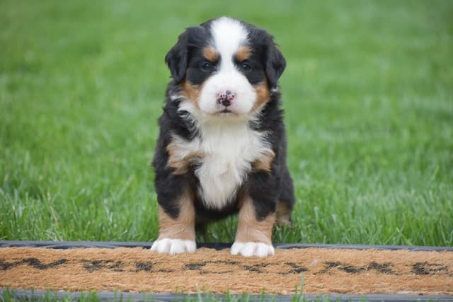 Bernese Mountain Puppies🌷🐾 NOW AVAILABLE CALL 484-643-8419 media 6