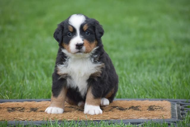 Bernese Mountain Puppies🌷🐾 NOW AVAILABLE CALL 484-643-8419 media 4