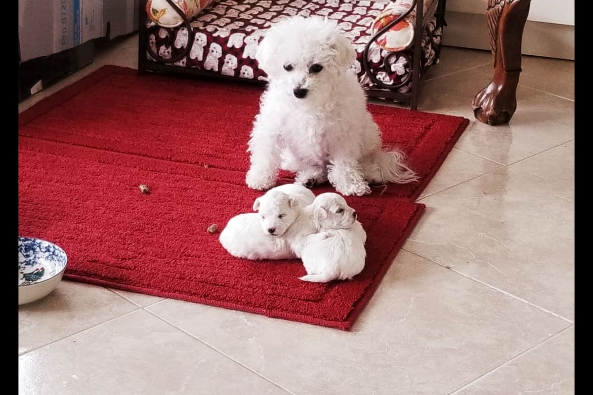 MEMORIAL DAY AND JULY 4 CELEBRATION  SPECIAL Bichon Frise Puppies breeder image 4