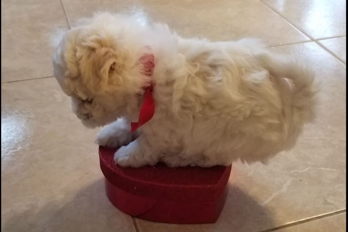 MEMORIAL DAY AND JULY 4 CELEBRATION  SPECIAL Bichon Frise Puppies breeder image 7