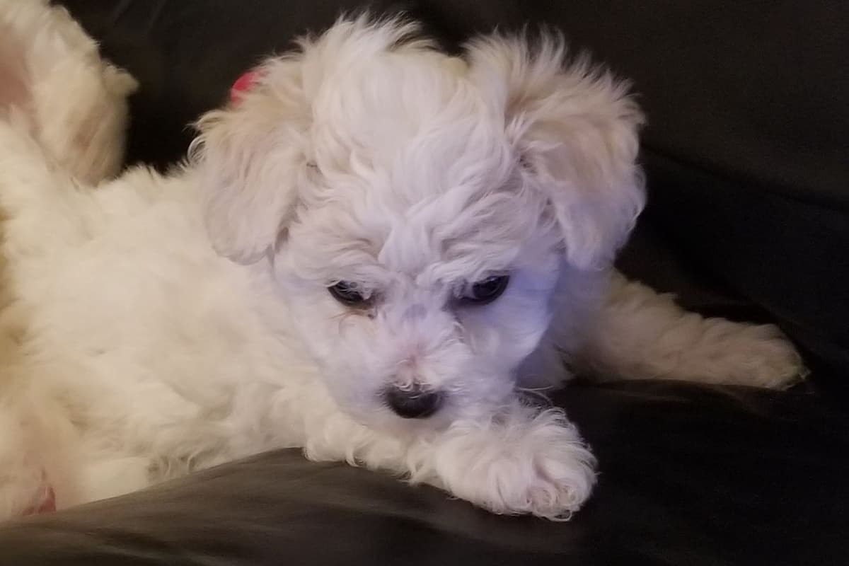 MEMORIAL DAY AND JULY 4 CELEBRATION  SPECIAL Bichon Frise Puppies breeder image 6