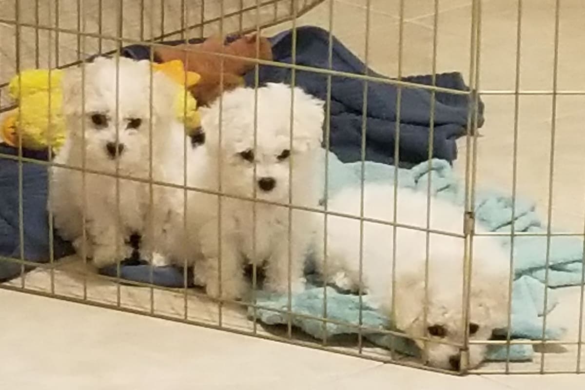 MEMORIAL DAY AND JULY 4 CELEBRATION  SPECIAL Bichon Frise Puppies breeder image 5