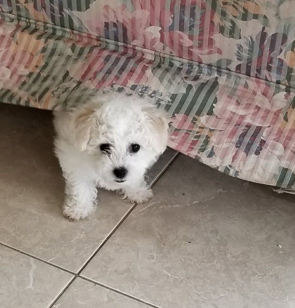 MEMORIAL DAY AND JULY 4 CELEBRATION  SPECIAL Bichon Frise Puppies breeder image 8