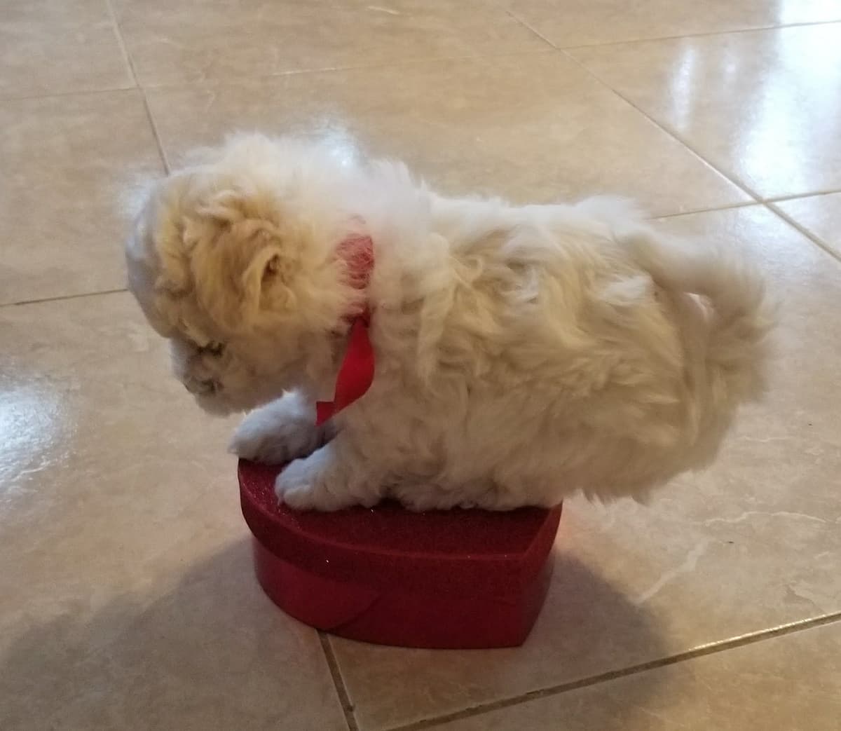MEMORIAL DAY AND JULY 4 CELEBRATION  SPECIAL Bichon Frise Puppies breeder image 9
