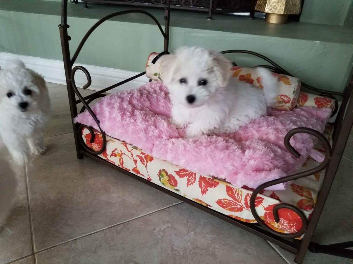 MEMORIAL DAY AND JULY 4 CELEBRATION  SPECIAL Bichon Frise Puppies breeder image 10