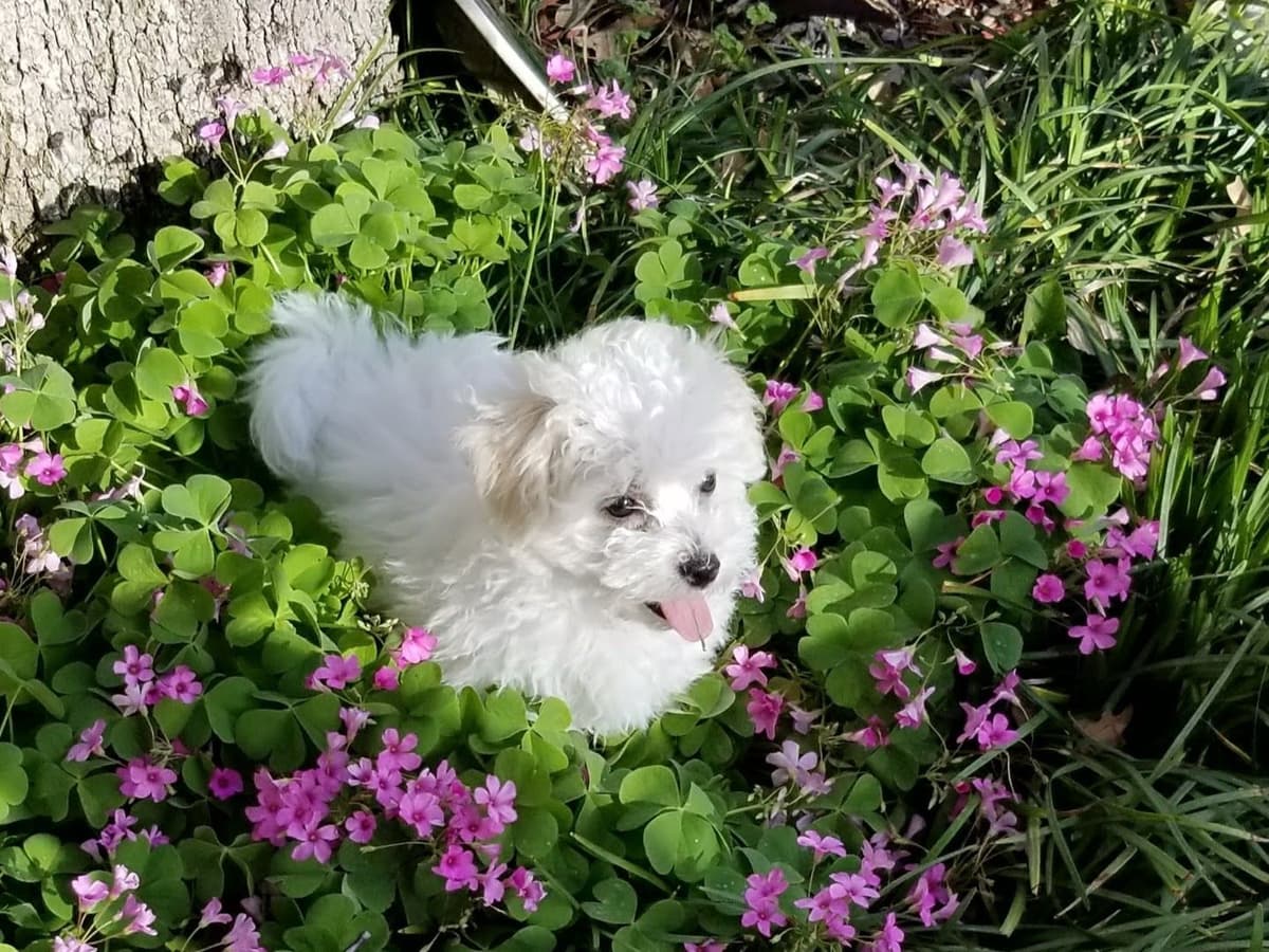 MEMORIAL DAY AND JULY 4 CELEBRATION  SPECIAL Bichon Frise Puppies breeder image 11