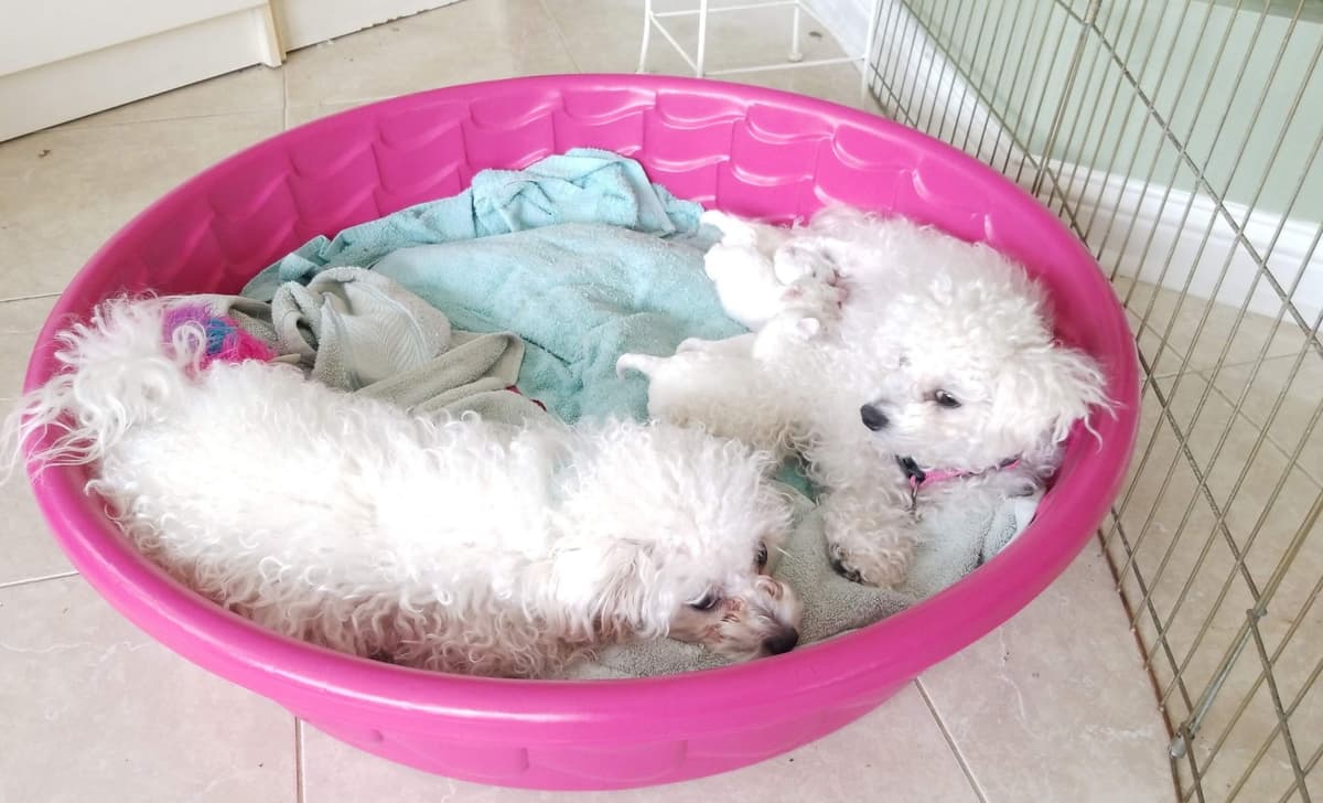 MEMORIAL DAY AND JULY 4 CELEBRATION  SPECIAL Bichon Frise Puppies breeder image 12