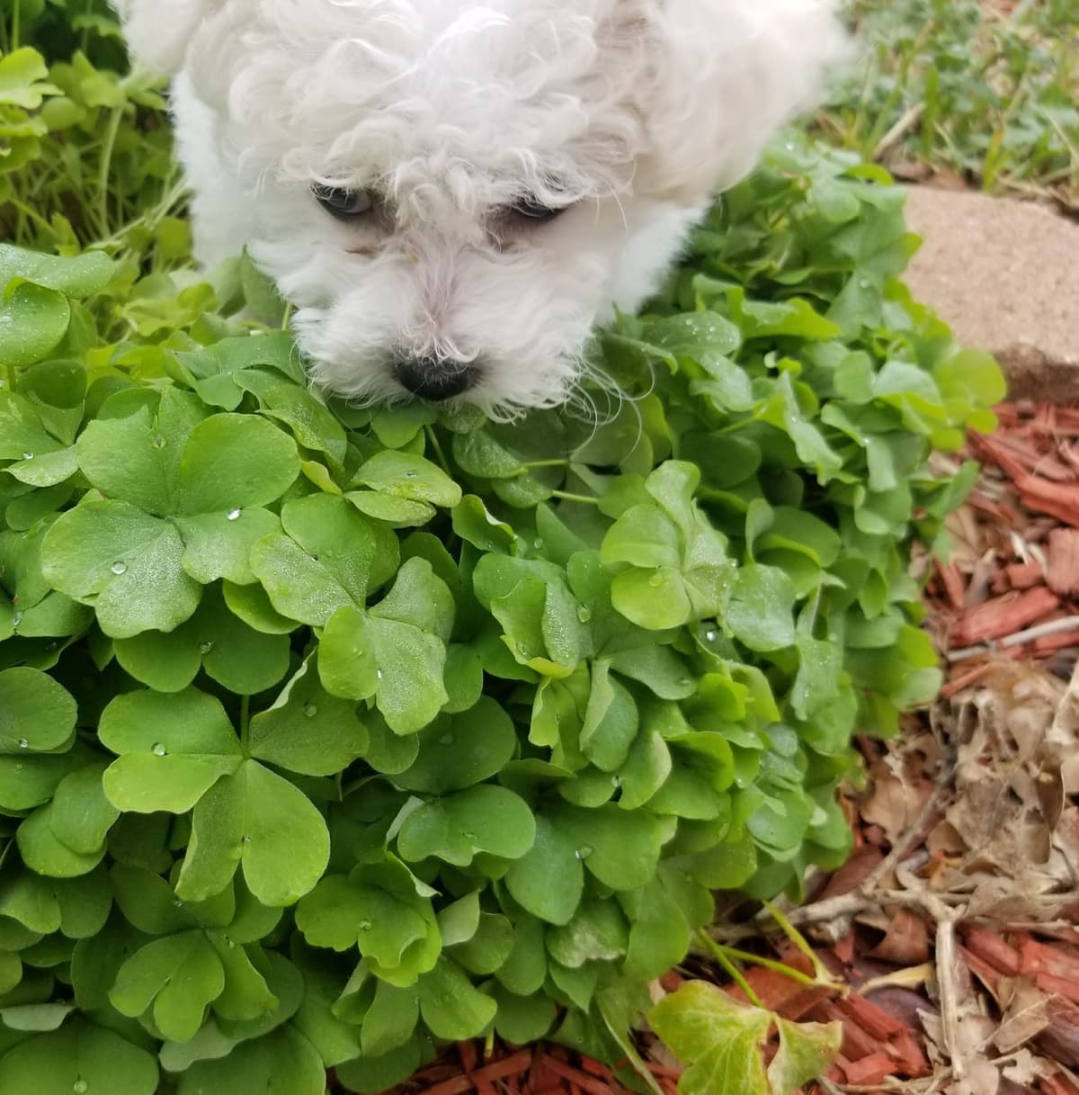 MEMORIAL DAY AND JULY 4 CELEBRATION  SPECIAL Bichon Frise Puppies breeder image 13