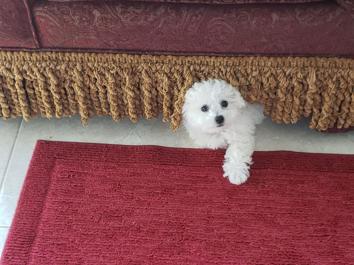 MEMORIAL DAY AND JULY 4 CELEBRATION  SPECIAL Bichon Frise Puppies breeder image 14