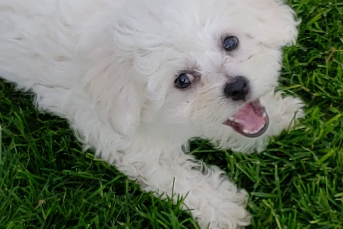MEMORIAL DAY AND JULY 4 CELEBRATION  SPECIAL Bichon Frise Puppies breeder image 16