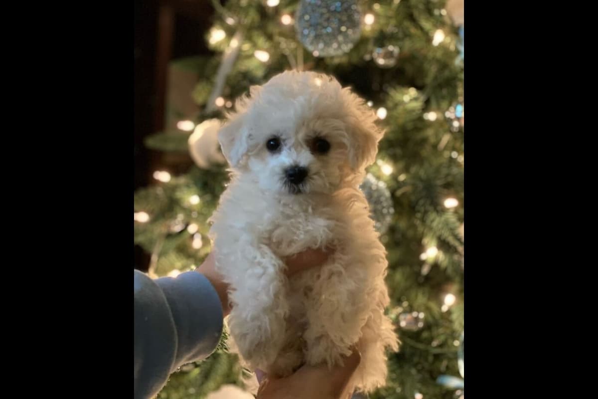 MEMORIAL DAY AND JULY 4 CELEBRATION  SPECIAL Bichon Frise Puppies breeder image 1
