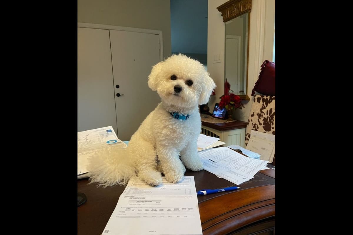 MEMORIAL DAY AND JULY 4 CELEBRATION  SPECIAL Bichon Frise Puppies breeder image 2