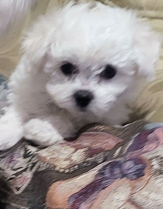 MEMORIAL DAY AND JULY 4 CELEBRATION  SPECIAL Bichon Frise Puppies breeder image 17