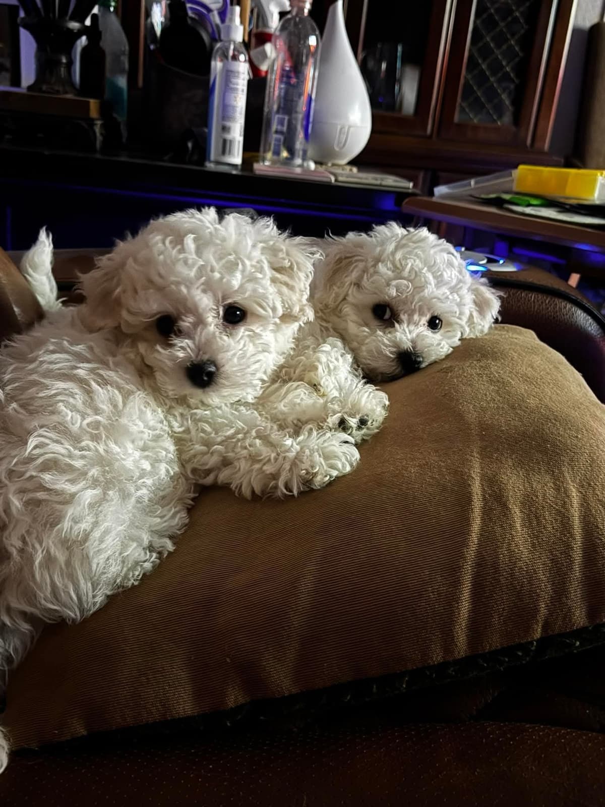 MEMORIAL DAY AND JULY 4 CELEBRATION  SPECIAL Bichon Frise Puppies breeder image 18